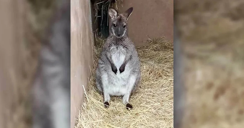 В Чехии пожарные искали сбежавшего рождественского кенгуру