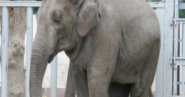 Fili öldürə bilən 10 canlı