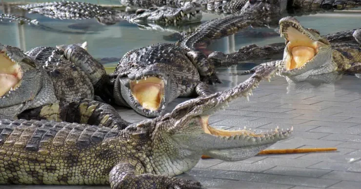 Qadının başı, qolu və büstqalteri timsahın mədəsindən tapıldı