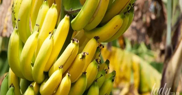 Yod hansı qidalarda var və bədənin ona nə üçün ehtiyacı var?