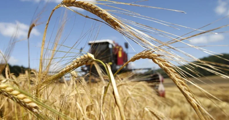 Yerli istehsal güclənir, idxal zəifləyir Buğda bazarında sakitlik gözlənilir TƏHLİL