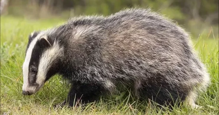 Porsuğu taxta ilə öldürüb ətini yeyən qazi CƏRİMƏLƏNDİ