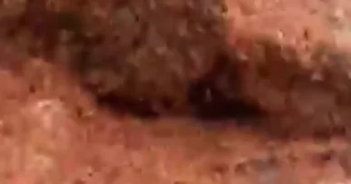 В Австралии начался сезон миграции крабов ВИДЕО