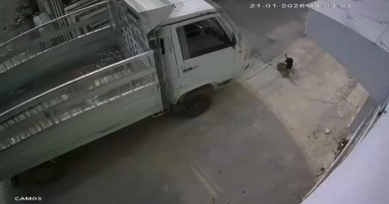 Türkiyədə pişiyi öldürən sürücüyə maraqlı cəza verildi Bir ay...