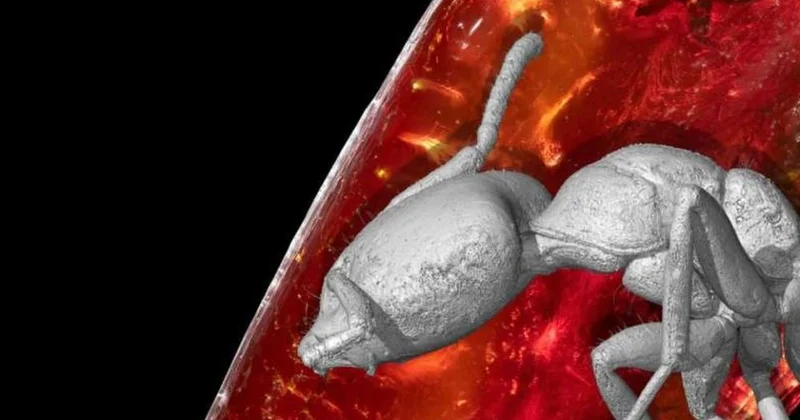 Hötenin şəxsi kolleksiyasında 40 milyon illik qarışqa tapılıb...