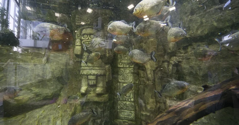 Piraniyalar çayda çimənlərə hücum etdi