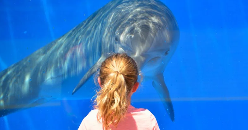 ŞOK KƏŞF: Delfinlər də insanlar kimi bir birinə ad qoyurlar