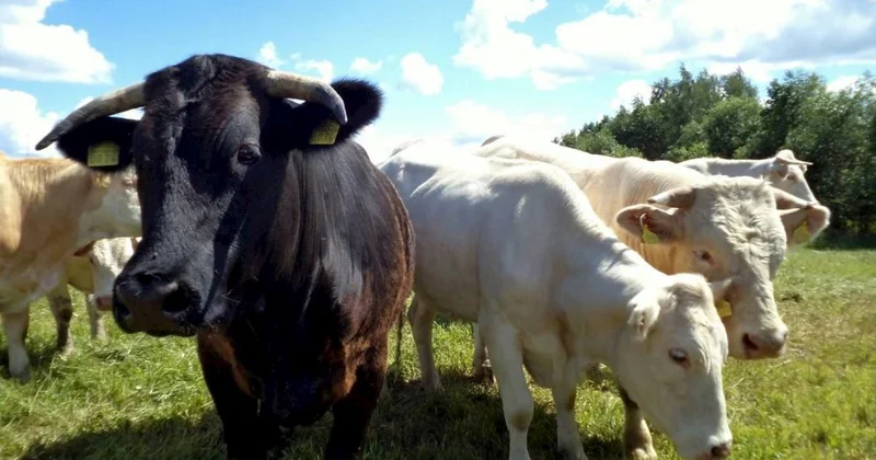 Azərbaycana 9 min manatlıq inəklər gətirildi AÇIQLAMA