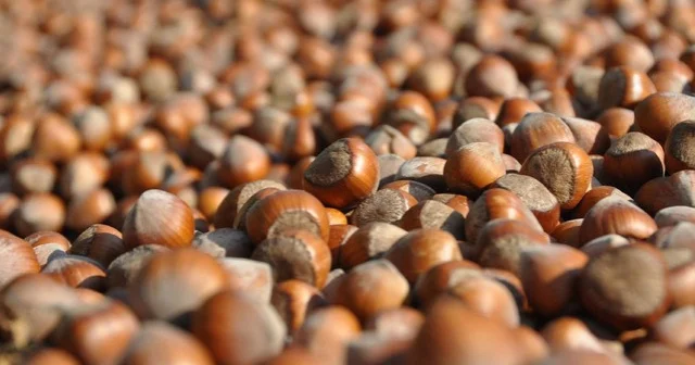 Türkiyənin Hindistana fındıq ixracı artmaqdadır