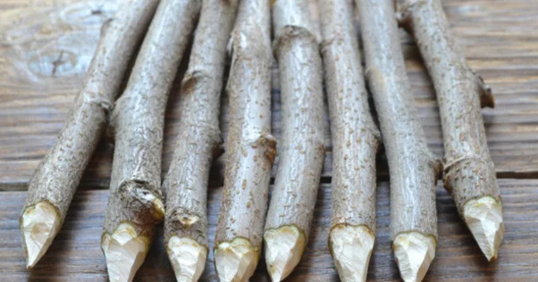 Rusiyada cadu əşyalarının satışı rekord həddə çatdı