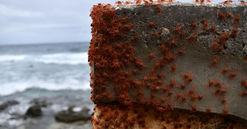 В Австралии на острове Рождества началась массовая миграция мини крабов