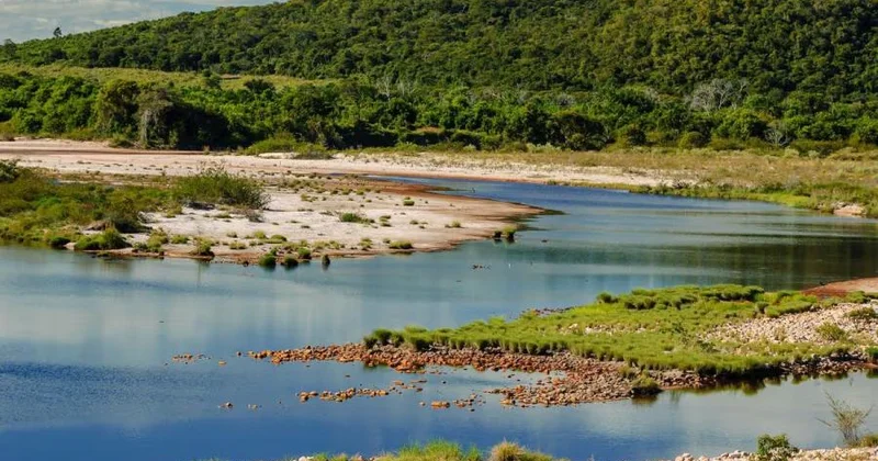 Braziliyada piranilərin insanlara kütləvi hücumu