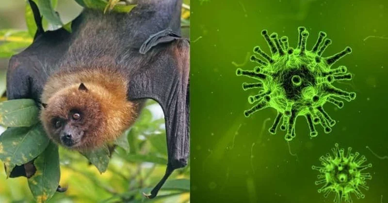 Koronavirusdan sonra yeni təhlükə Nipah virusunun ölkəmizdə yayılma ehtimalı varmı?