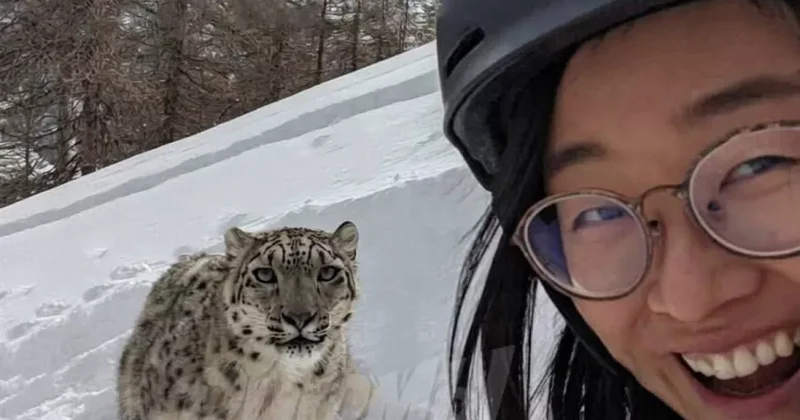 Снежный барс против блогинга: попытка селфи закончилась нападением ВИДЕО