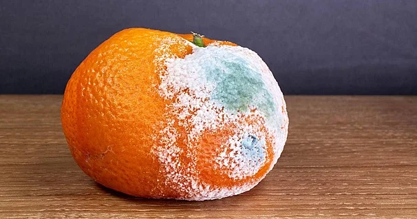 Как избежать быстрой порчи фруктов и овощей Советы эксперта