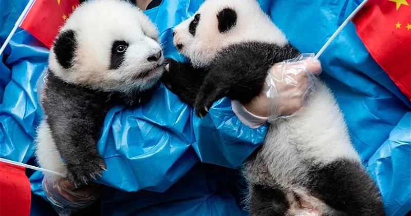 Панда дипломатия: что стоит за возвращением панд из Японии?