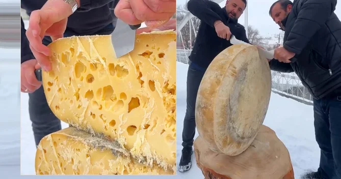 1.5 ton süddən hazırlanan qiymətli pendir Qırmızı ətdən belə bahadır