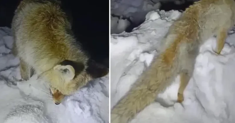 Ayaq üstə donaraq öldü FOTOLAR