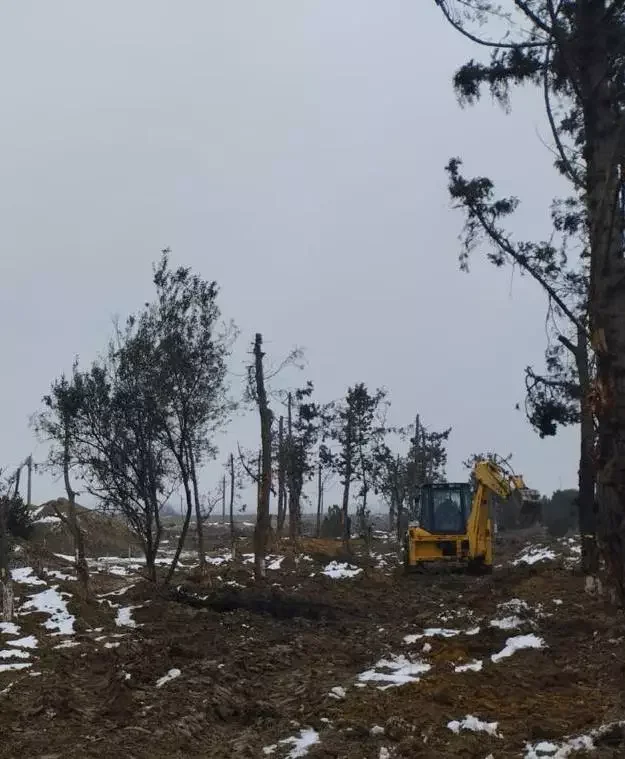 Bakıda yeni avtomobil yolunun tikintisi ilə əlaqədar ağacların köçürülməsinə başlanılıb