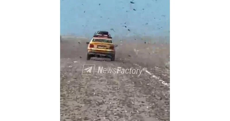 Первое нашествие саранчи в 2026 г. зафиксировано в пустыне Сахара ВИДЕО