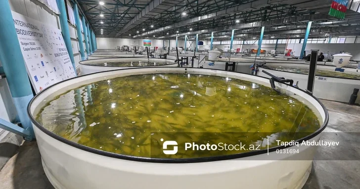 ФАО разработала масштабную стратегию возрождения рыбного хозяйства Азербайджана