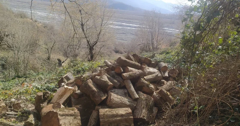 Oğuzda 15 ədəd vələs ağacı kəsilib, cinayət işi başlanılıb