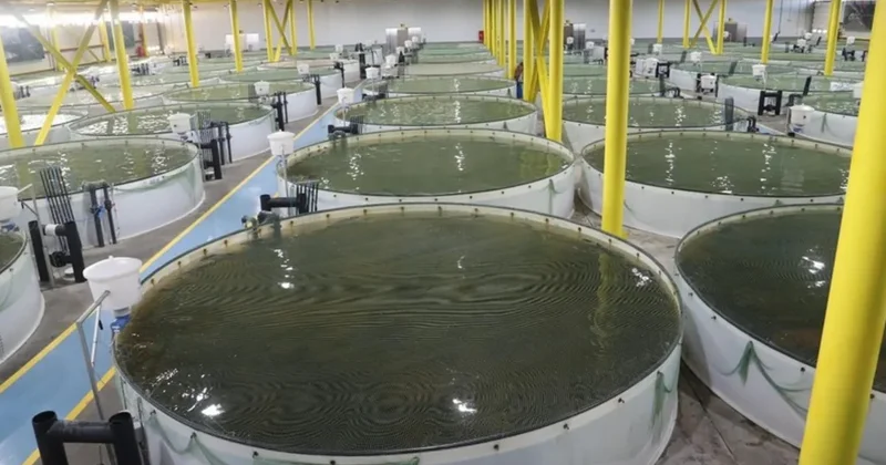 ФАО предложила Азербайджану разработать пятилетний план развития рыбного хозяйства