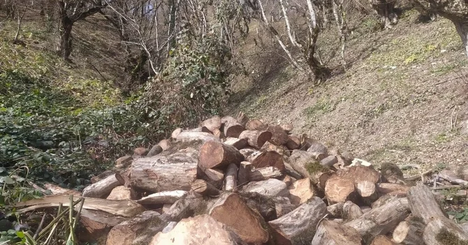 Oğuzda 21 yaşlı şəxs 15 ağacı kəsib