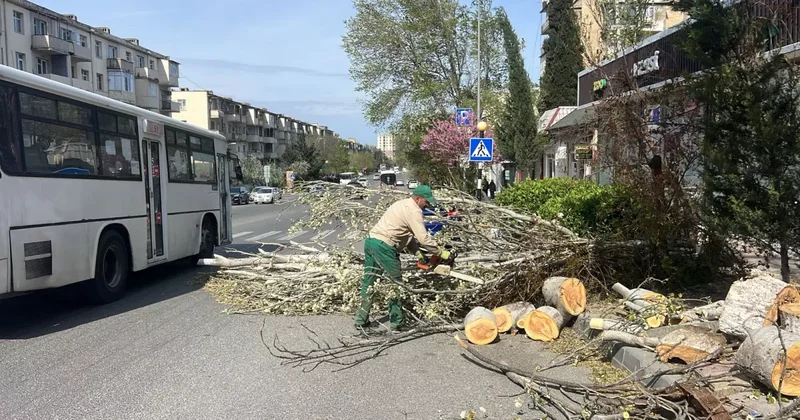 Сколько деревьев повалил бушующий в Баку апрельский ветер? ФОТО