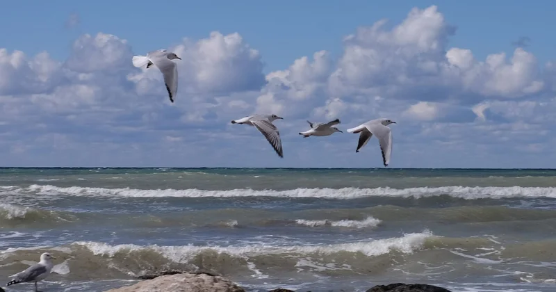 Новый остров в Каспийском море