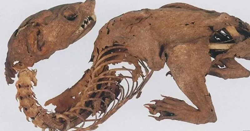 Arxeoloqlar qədim göy qurşağı əjdahasının sirrini açdı
