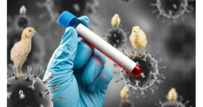 Quş qripi yenə öldürür: Azərbaycanda durum necədir?