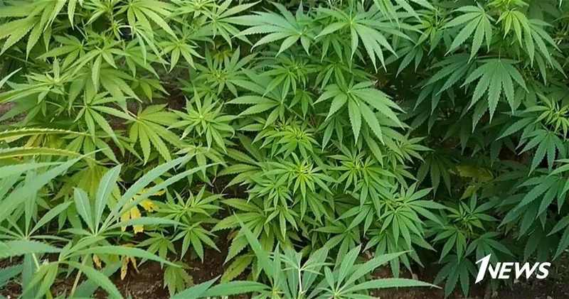 В Азербайджане мужчинам выращивал наркотики в промышленных масштабах