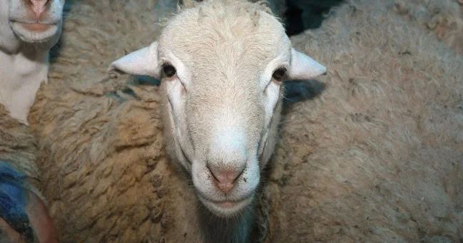 Qurban bayramında nə qədər heyvan kəsilib? AÇIQLANDI