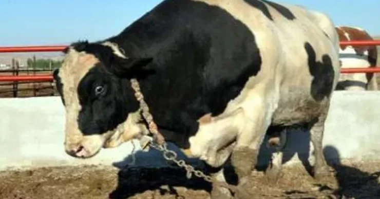 Belə qurban kəsimi görməmişdiniz Hamı bu VİDEODAN danışır