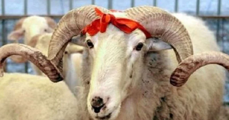 Bayram günü Azərbaycanda nə qədər qurban kəsilib?