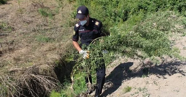 Salyanda 27 kilo çətənə kolu ələ keçirildi