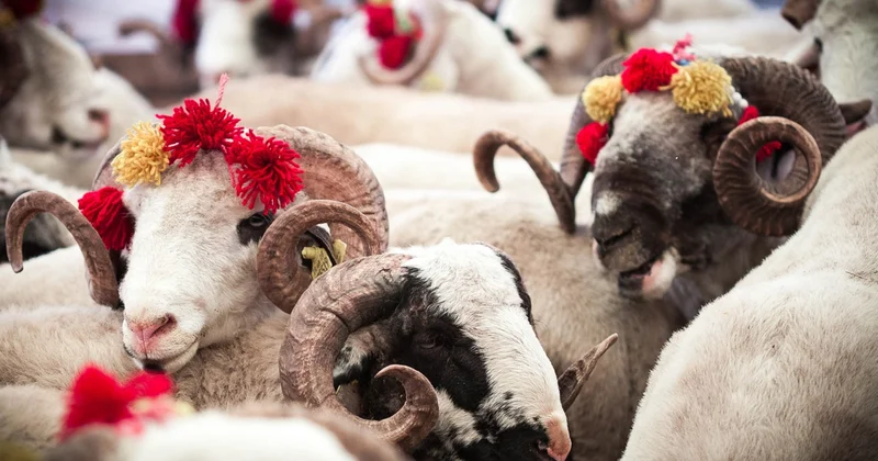 Qurban ətini nə qədər saxlamaq olar?
