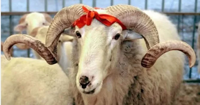 Bayram günü Azərbaycanda nə qədər qurban kəsilib?