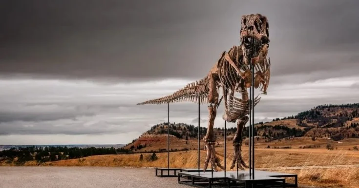 67 milyon yaşı olan dinozavr skeleti hərraca çıxarılır
