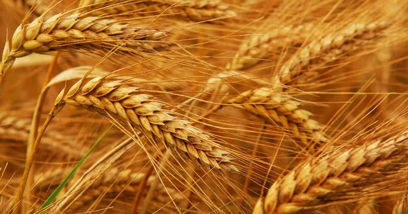 FAO: Suriya son 60 ilin ən pis quraqlığı ilə üzləşib