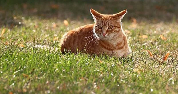 Rus qadın Fart adlı pişiyi sayəsində 21 milyon rubl qazanıb...