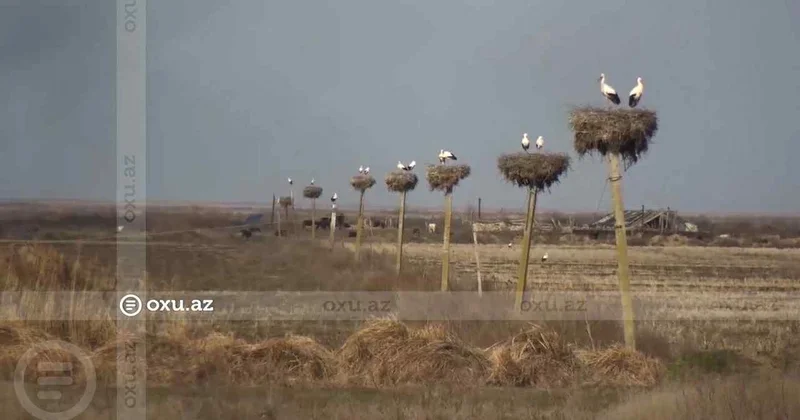 Təhlükəli hündürlükdə təhlükəsiz yuvalar FOTOREPORTAJ