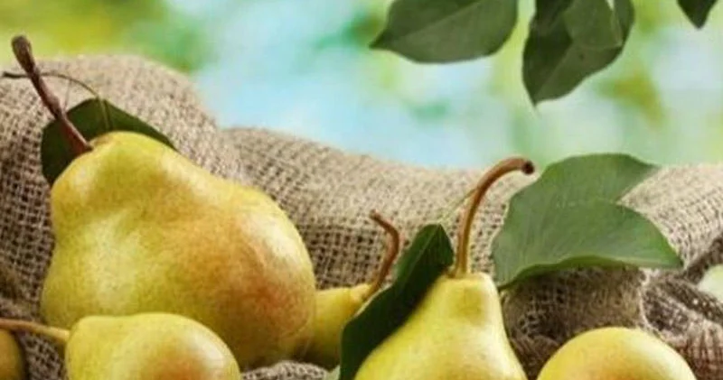 Daha bol məhsul üçün yayda budanmalı olan 7 meyvə ağacı