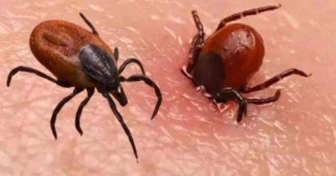 Sivasda kabus davam edir: Gənə yenə can aldı