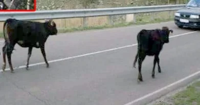 Yük maşını mal qaraya çırpıldı