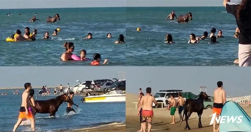 На пляже Пиршаги лошади создают угрозу? ВИДЕО
