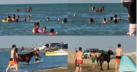 Pirşağıda atlar insanlarla birgə çimdi: Həkimlərdən etiraz Təhlükəlidir! / VİDEO