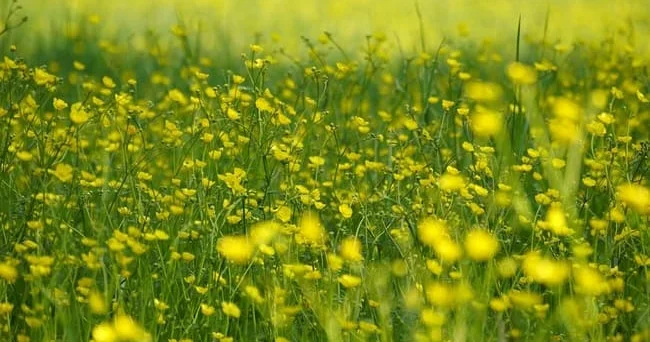 Toy çiçəyi kimi tanınan ranunculus bitkisinin tərkibindəki protoanemonin adlı təbii maddə dərini qıcıqlandıra bilər Video