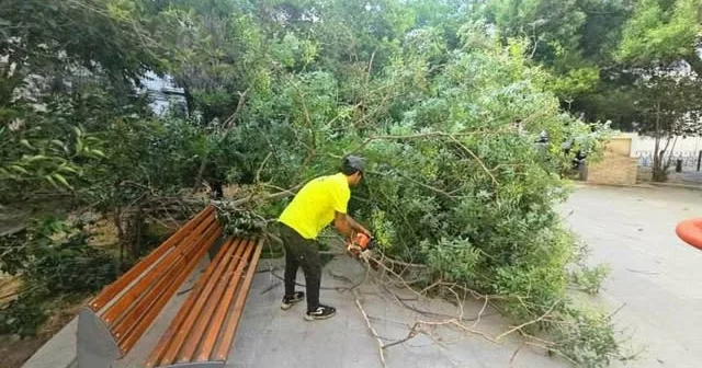 2 gündə Bakıda sınan ağacların SAYI FOTO